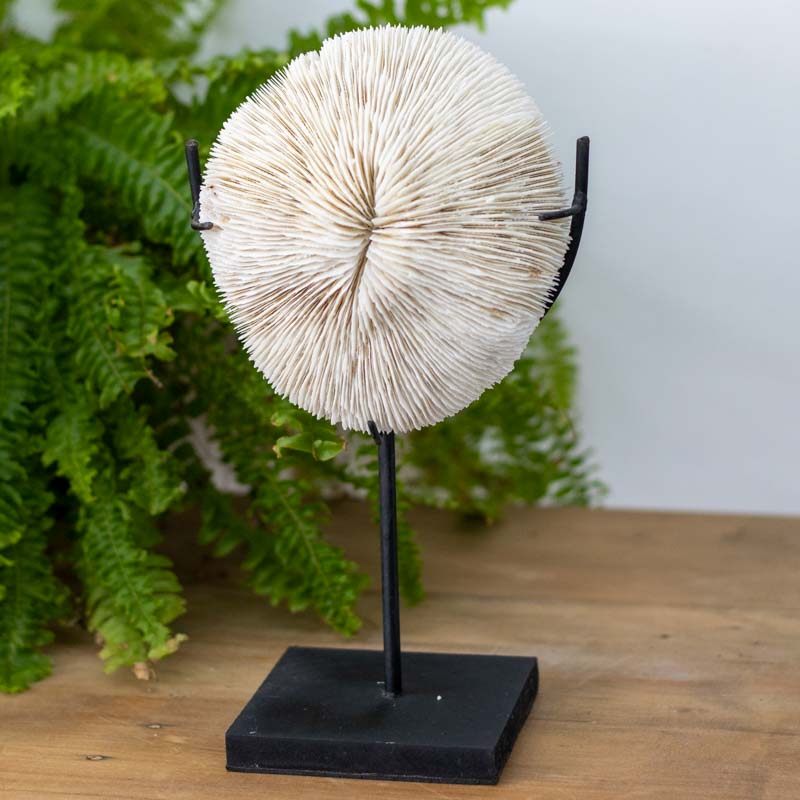 coral decorativo artesanal mar circular branco natural bali indonesia concha objeto casa ambientes design interiores comprar loja artesintonia